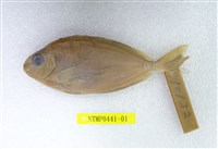 藏品(褐籃子魚)的圖片